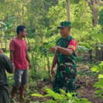 Sukseskan Ketahanan Pangan, Babinsa Ramil 1512-03/Gebe Komsos Dengan Warga Binaannya Pemanfaatan Lahan Tidur