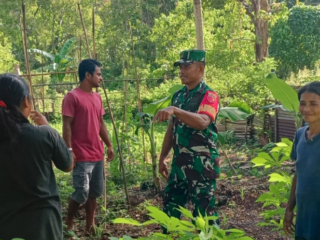 Sukseskan Ketahanan Pangan, Babinsa Ramil 1512-03/Gebe Komsos Dengan Warga Binaannya Pemanfaatan Lahan Tidur