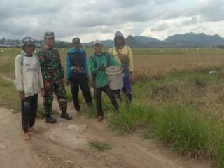 Wujud Nyata Ketahanan Pangan, Babinsa Desa Tanete Dampingi Petani Panen Padi di Kelompok Tani Mabbarakkae