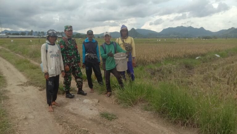 Wujud Nyata Ketahanan Pangan, Babinsa Desa Tanete Dampingi Petani Panen Padi di Kelompok Tani Mabbarakkae