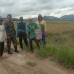 Wujud Nyata Ketahanan Pangan, Babinsa Desa Tanete Dampingi Petani Panen Padi di Kelompok Tani Mabbarakkae