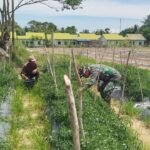 Infrastruktur Kokoh, Pangan Tumbuh Bersama TMMD 127