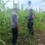 Babinsa Pasie Raya Dampingi Petani Jagung, Beri Solusi Tingkatkan Hasil Panen