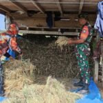 Sinergi TNI dan Petani, Babinsa Pasie Raya Percepat Proses Pengumpulan Padi
