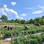 Prajurit dan Warga Sulap Lahan Jadi Kebun Subur