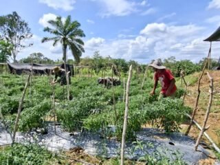 TMMD 127 Kodim 0105/Abar Buktikan Prajurit Juga Piawai Berkebun