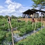 Prajurit Tanam Cabai, Desa Petik Manfaat