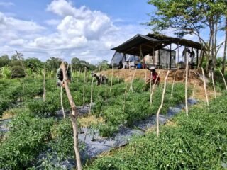 Prajurit Tanam Cabai, Desa Petik Manfaat