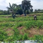 Kebun Semangka Jadi Sekolah Lapangan Ketahanan Pangan