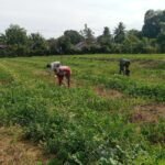 Pangkas Tunas Demi Buah Maksimal, Cara Satgas TMMD Bantu Petani