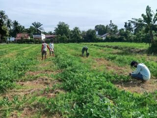 Satgas TMMD Kodim 0105/Abar Ajarkan Rahasia Panen Semangka Berkualitas