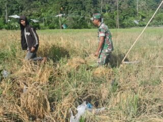 Babinsa Koramil 03/Setia Bakti Dampingi Petani Panen Padi di Desa Lhok Bot