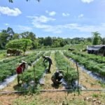 Jagung, Cabai dan Semangka Tumbuh Bersama Semangat TMMD