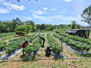 Jagung, Cabai dan Semangka Tumbuh Bersama Semangat TMMD