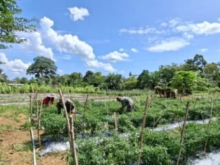 Dari Lahan Kosong Menjadi Kebun Ketahanan Pangan