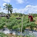 Program TMMD Dorong Ketahanan Pangan Masyarakat Woyla