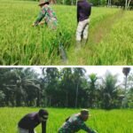 Sertu Ariyo, Babinsa Koramil 03 Kaway XVI, Dukung Ketahanan Pangan dengan Bantu Warga Cek Sawah di Desa Putim