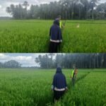 Panen Padi Lebih Maksimal, Babinsa dan Petani Usir Hama Burung