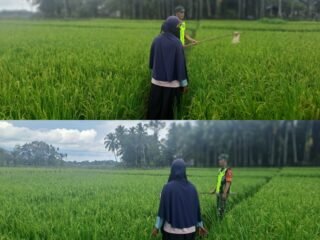 Panen Padi Lebih Maksimal, Babinsa dan Petani Usir Hama Burung