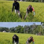 Dukung Ketahanan Pangan, Babinsa Koramil 03 Kaway XVI Turun Langsung Cek Perkembangan Padi Warga