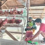 Sertu Muhaemin Babinsa Jajaran Korem 012/TU Dampingi Wirausaha Peternak Ayam Petelur