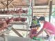 Sertu Muhaemin Babinsa Jajaran Korem 012/TU Dampingi Wirausaha Peternak Ayam Petelur