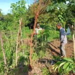 Babinsa Jaya Komsos dengan Petani Kacang Panjang di Desa Leupe