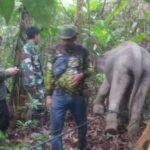 Babinsa Koramil 03/Setia Bakti Bantu Evakuasi Gajah Sakit Bersama Tim BKSDA