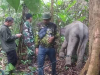 Babinsa Koramil 03/Setia Bakti Bantu Evakuasi Gajah Sakit Bersama Tim BKSDA