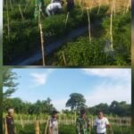 Sukseskan Ketahanan Pangan, Babinsa Koramil 02/Woyla, Dampingi Petani Cabai Merah di Wilayah Binaan