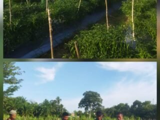 Sukseskan Ketahanan Pangan, Babinsa Koramil 02/Woyla, Dampingi Petani Cabai Merah di Wilayah Binaan