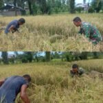 Babinsa Koramil 09/Samatiga Sertu Buchari Muslim Membantu Petani Panen Padi di Desa Pinem