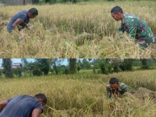 Babinsa Koramil 09/Samatiga Sertu Buchari Muslim Membantu Petani Panen Padi di Desa Pinem