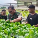 Pemanfaatan Lahan Makorem, Danrem 182/JO Panen Pakcoy Organik
