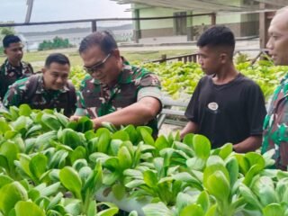 Pemanfaatan Lahan Makorem, Danrem 182/JO Panen Pakcoy Organik