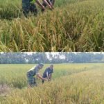‎Babinsa Woyla Barat Turun ke Sawah, Pastikan Padi Menguning Milik Warga Siap Panen‎