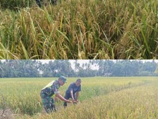 ‎Babinsa Woyla Barat Turun ke Sawah, Pastikan Padi Menguning Milik Warga Siap Panen‎