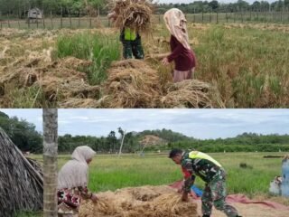 Serda Yusfendi Babinsa Kodim 0105/Aceh Barat Jajaran Korem 012/TU Bantu Panen di Desa Kubu Capan