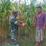 Babinsa Pasie Raya Pantau Jagung Siap Panen, Petani Rencanakan Panen Usai Lebaran