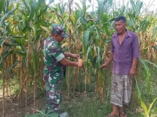 Babinsa Pasie Raya Pantau Jagung Siap Panen, Petani Rencanakan Panen Usai Lebaran