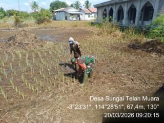 Babinsa Koramil 1005-11 Tabunganen Hadir, Petani Semakin Bersemangat Tanam Padi