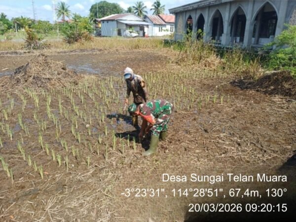 Babinsa Koramil 1005-11 Tabunganen Hadir, Petani Semakin Bersemangat Tanam Padi