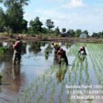 Pendampingan LTT Babinsa Koramil 1005-06/Belawang Perkuat Komitmen Ketahanan Pangan Nasional