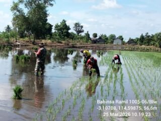 Pendampingan LTT Babinsa Koramil 1005-06/Belawang Perkuat Komitmen Ketahanan Pangan Nasional