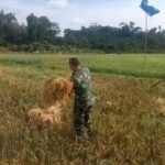 Pendampingan Pertanian Dilakukan Babinsa Kodim 0114/Aceh Jaya Jajaran Korem 012/TU di Lhok Bot