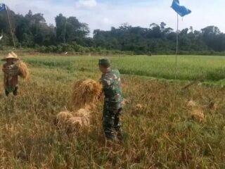 Pendampingan Pertanian Dilakukan Babinsa Kodim 0114/Aceh Jaya Jajaran Korem 012/TU di Lhok Bot