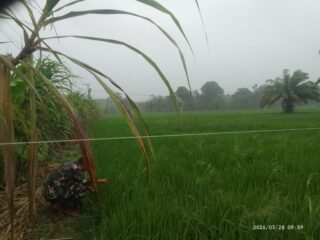 Babinsa Panga Pantau Lahan Pertanian Warga Saat Hujan untuk Antisipasi Dampak pada Tanaman