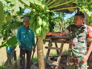 Babinsa Koramil 01/Jaya Tinjau Perkembangan Tanaman Pepaya Milik Petani di Lamtui