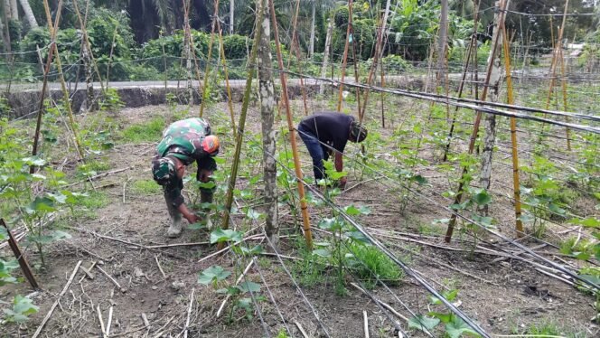 
					Babinsa Koramil 06/Teunom Bantu Petani Bersihkan Lahan Mentimun di Pasi Raya