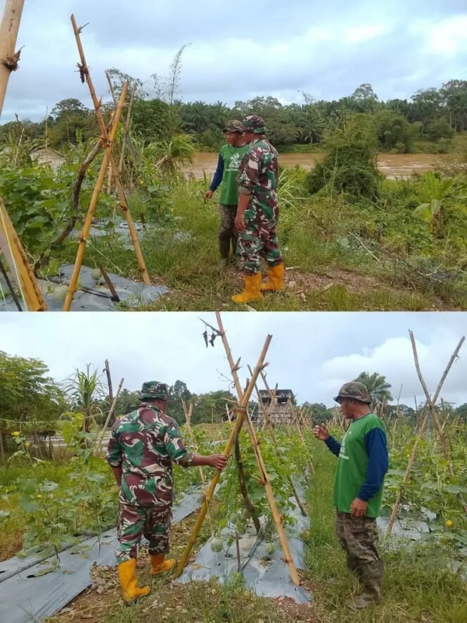 
					Dialog Babinsa dan Petani Warnai Kunjungan ke Lahan Melon di Aceh Barat